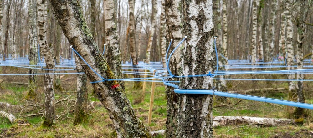 Comment récolter la sève de bouleau ? - CDL Expert en Sève de Bouleau